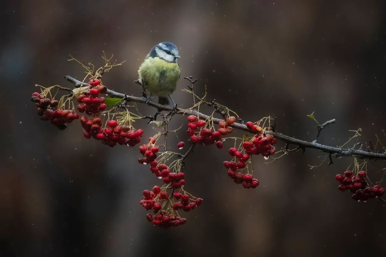 Berries