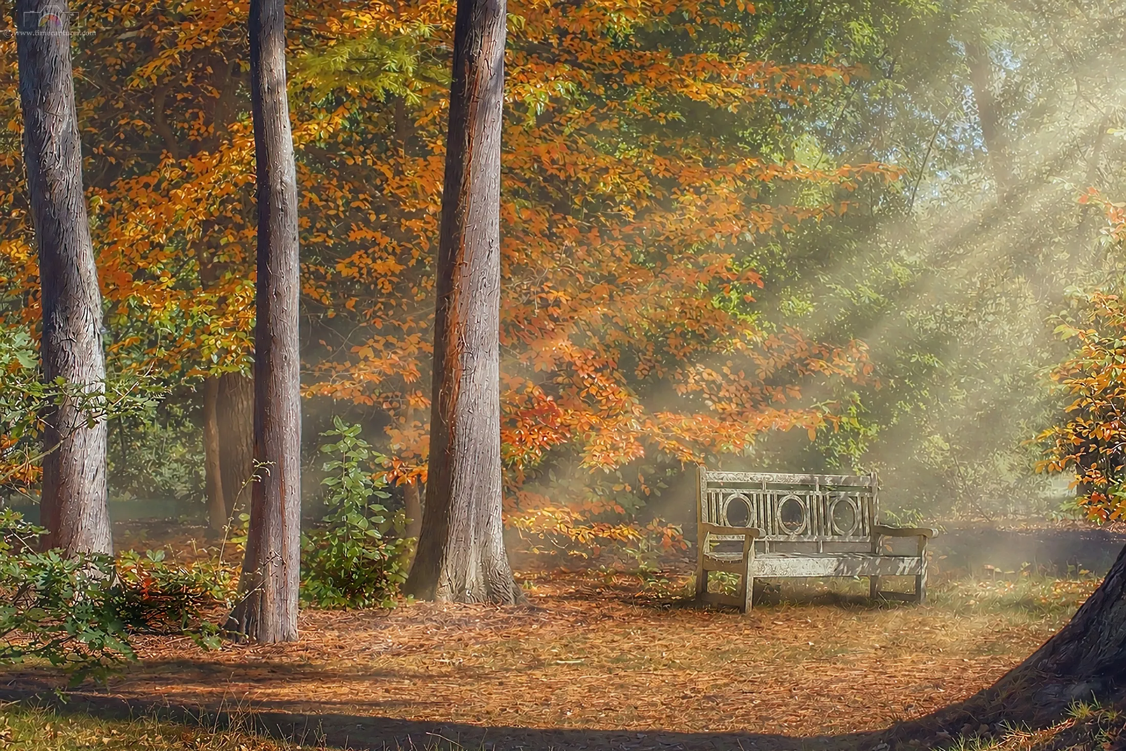 The Autumn Bench