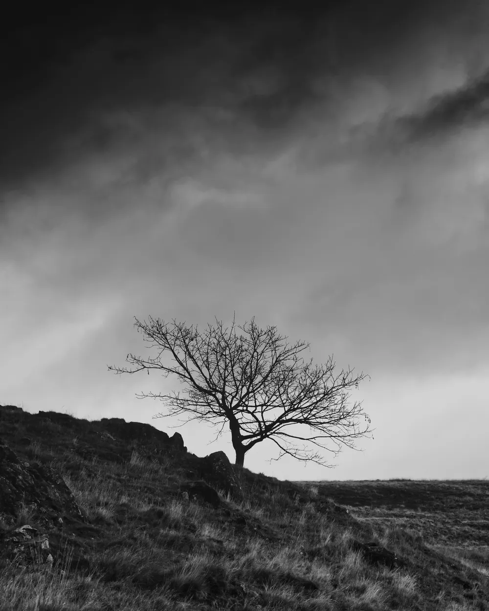 Lonely Tree