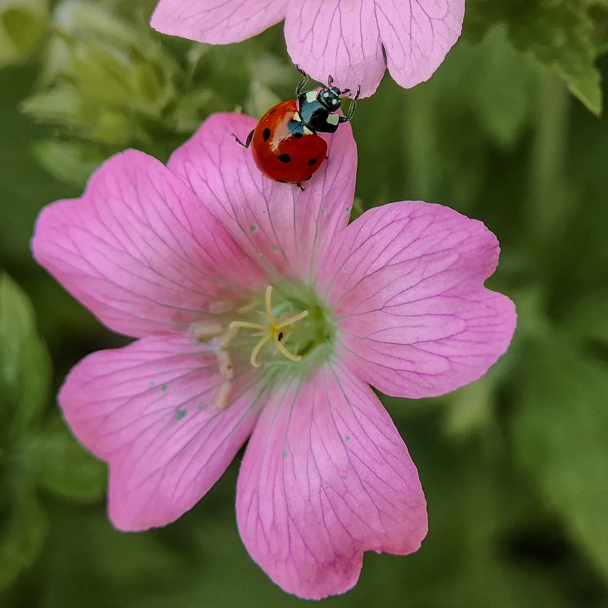 Ladybird jumping from one flower to another