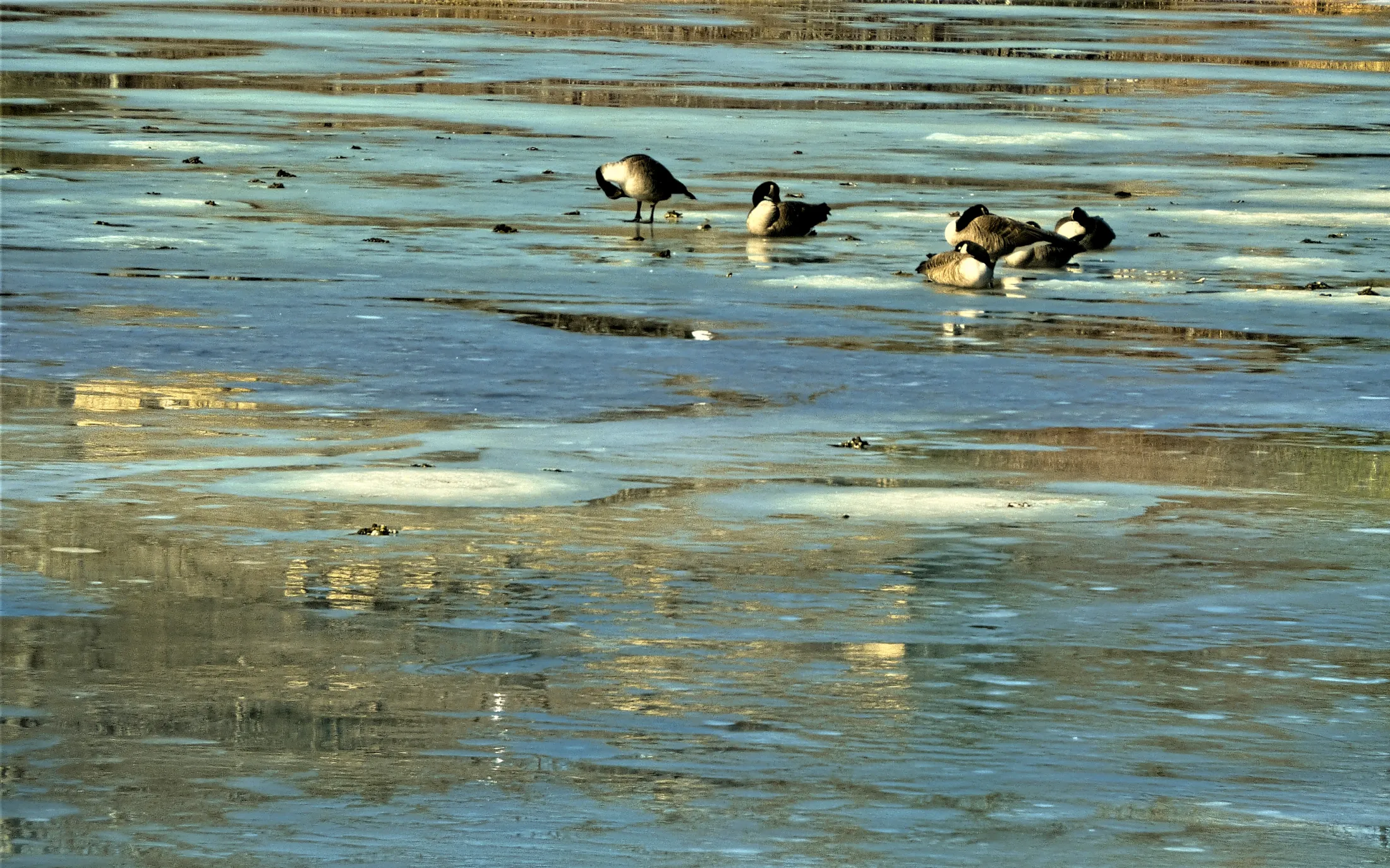 Geese Resting on an Icy Lake