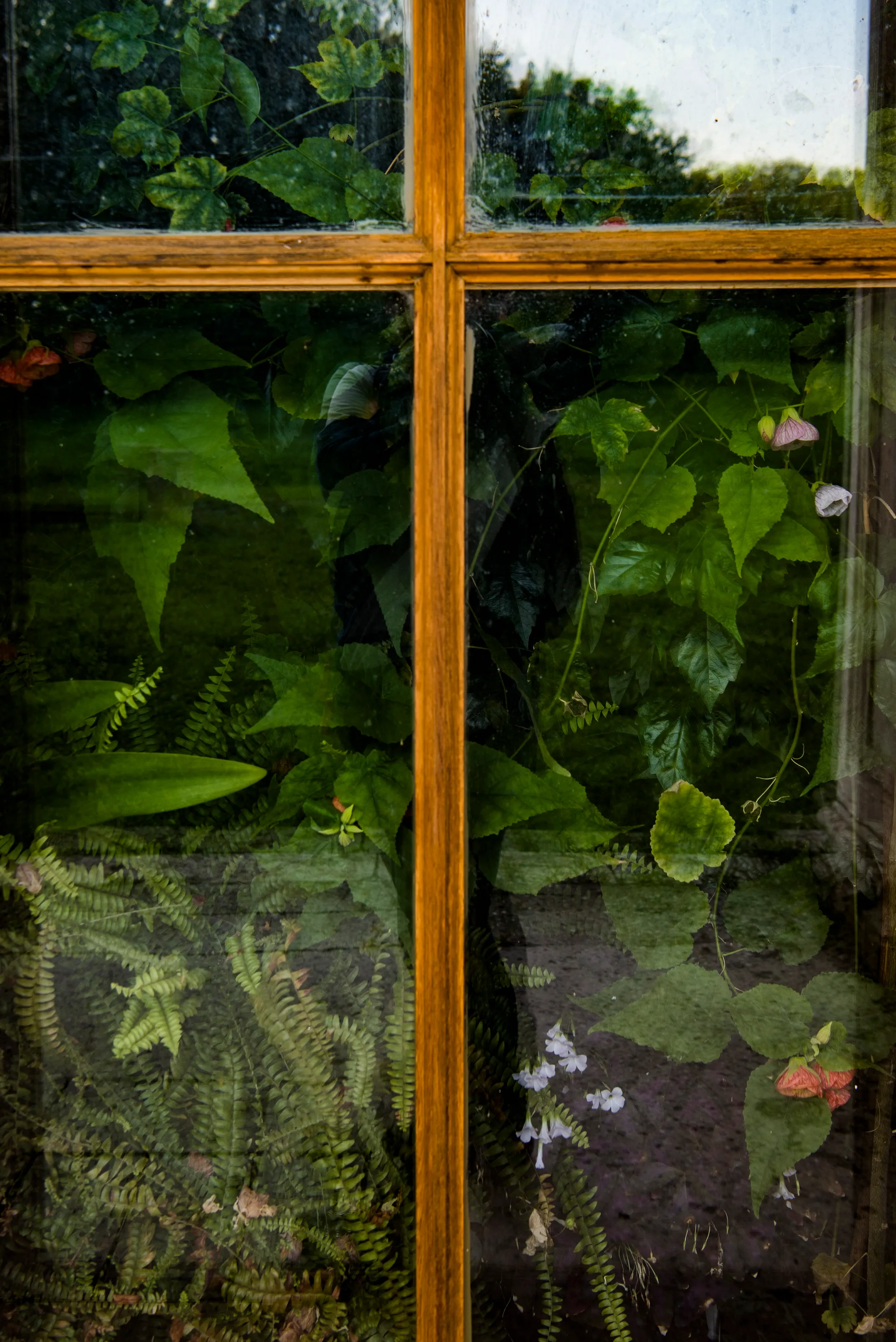 Home greenhouse