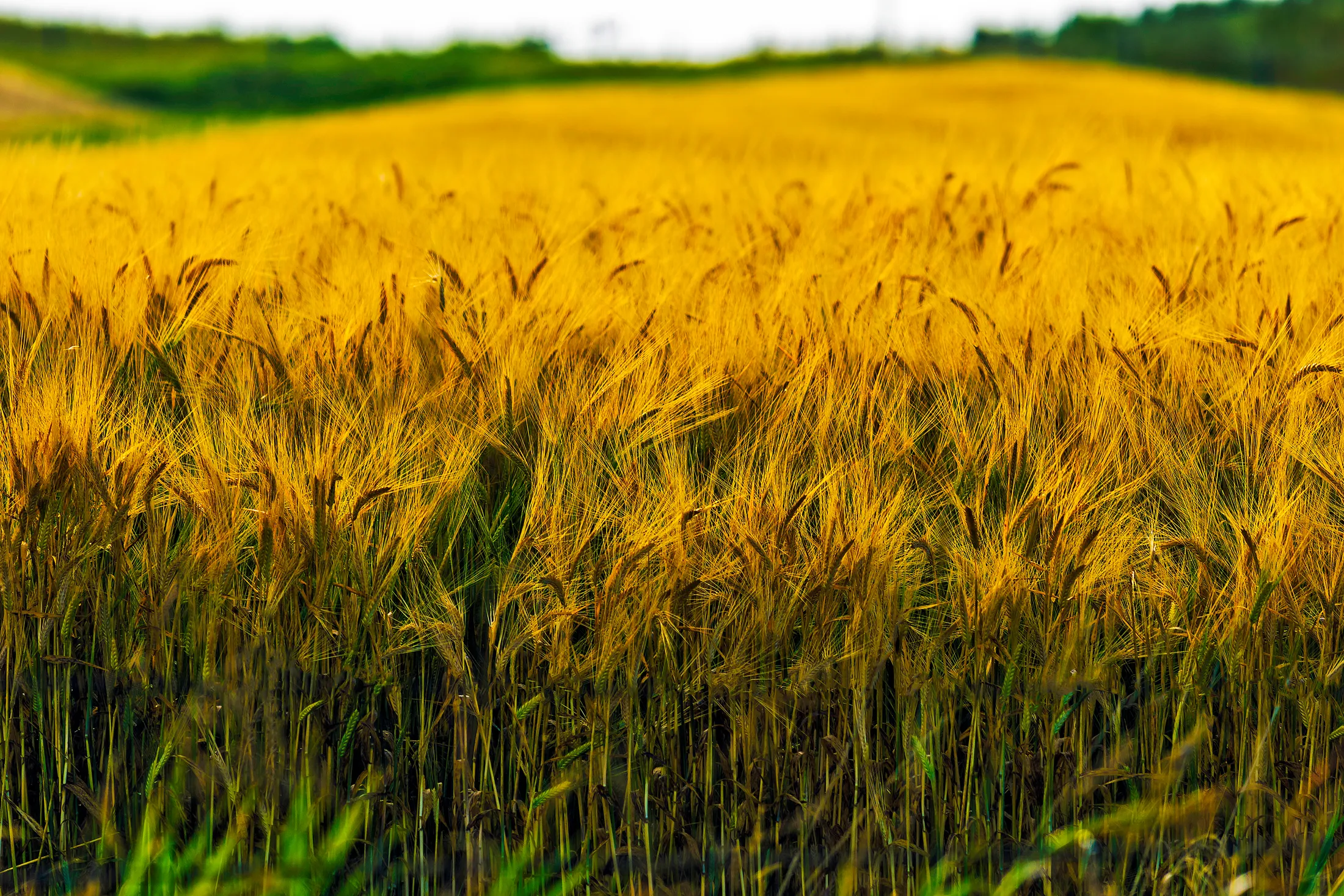 Yellow Field