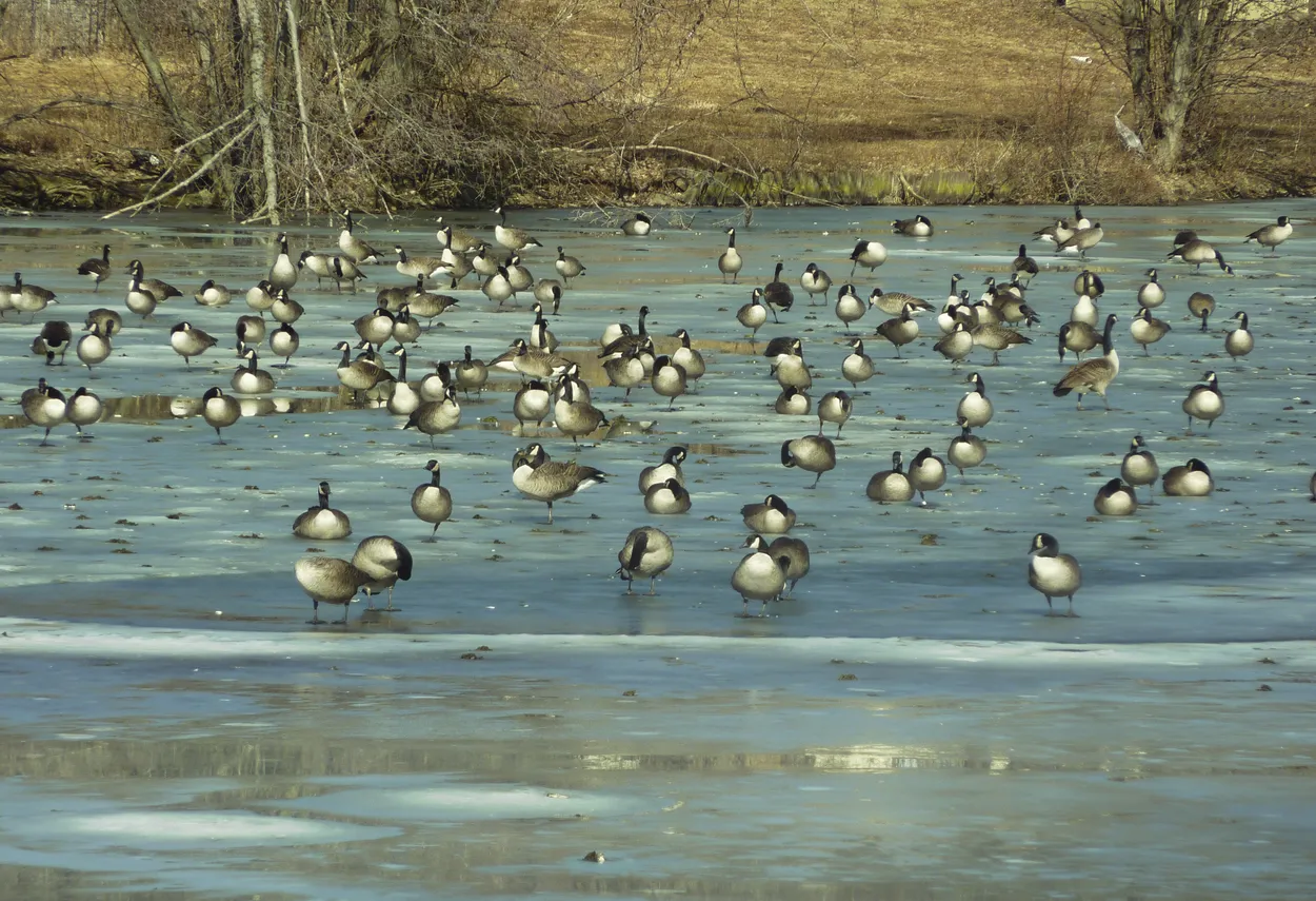 A Flock of Geese resting on an Icy River Shelf