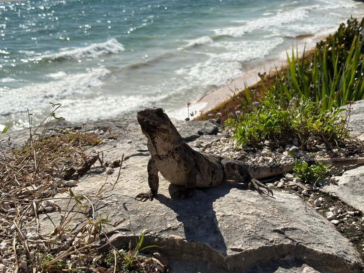 Iguana at Tumul