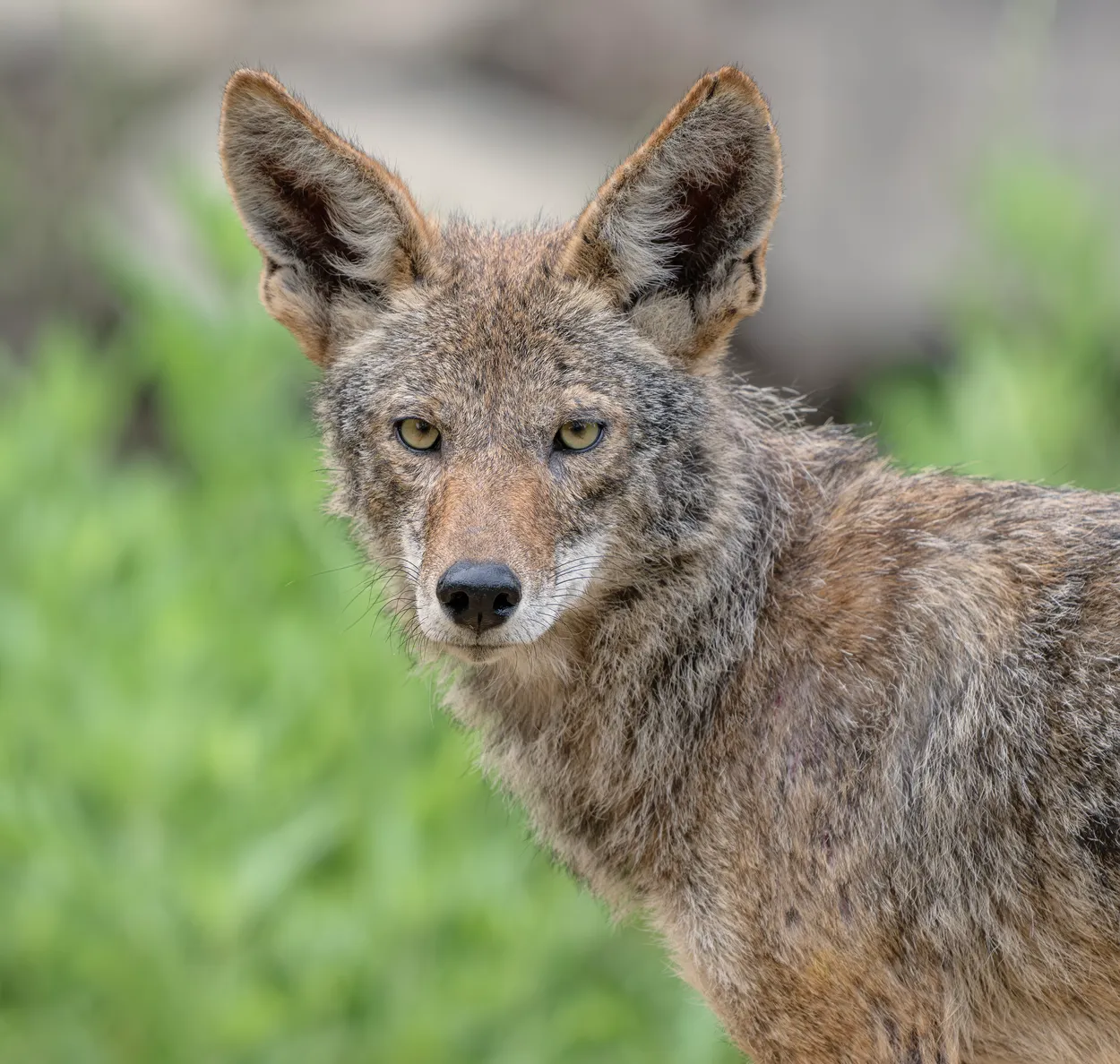 Coyote