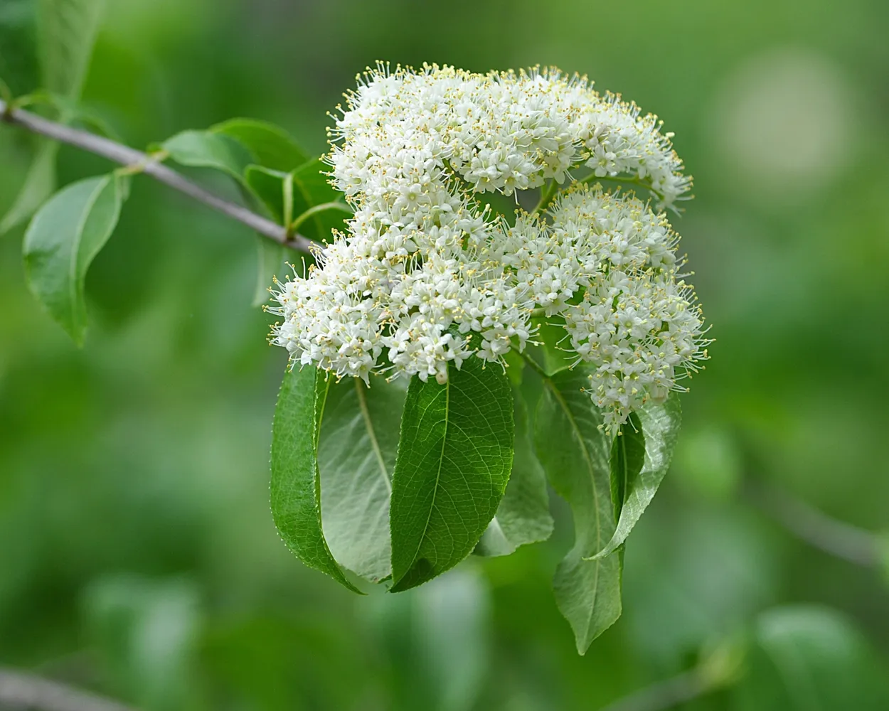 Nannyberry flowers