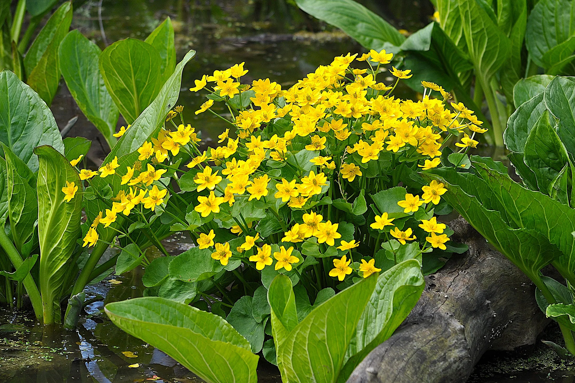Marsh Marigolds with Skunk cabbage