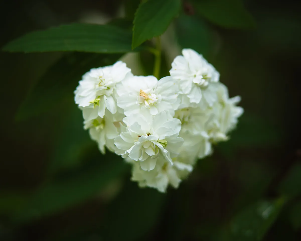 Heart Flower
