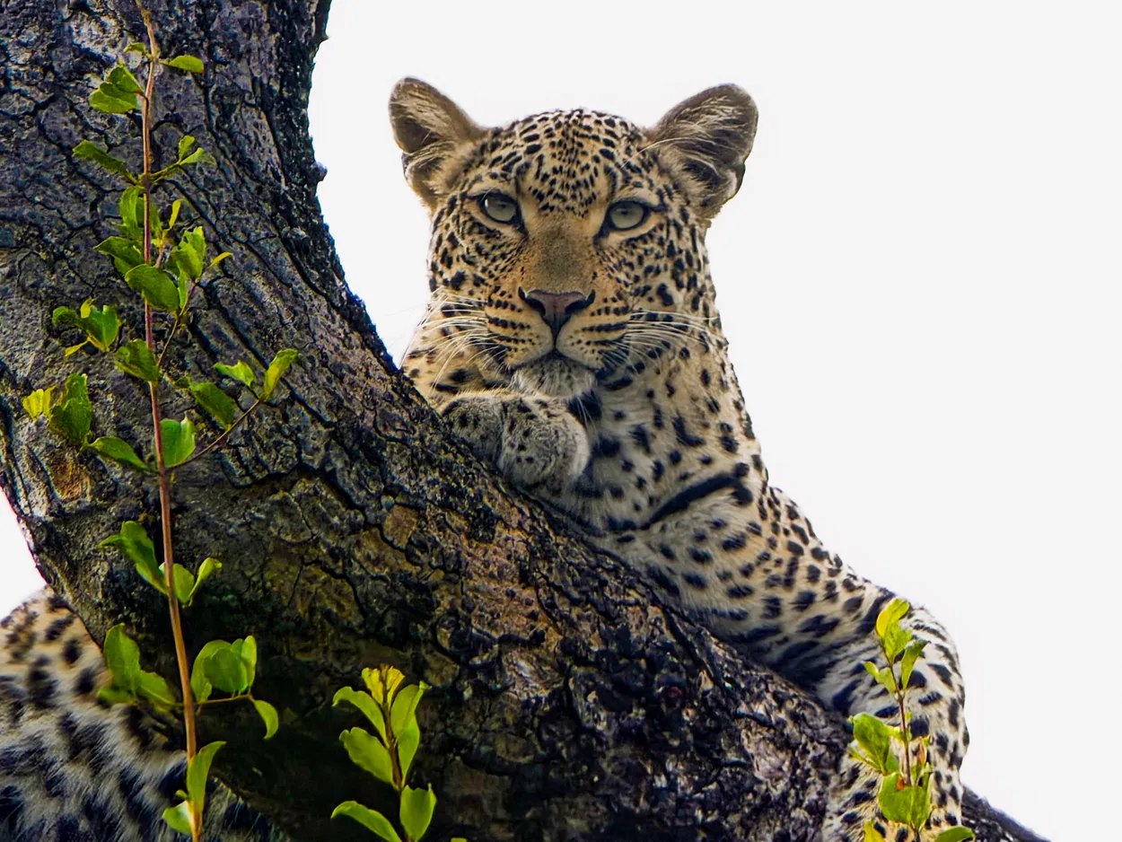 Spotted Silence