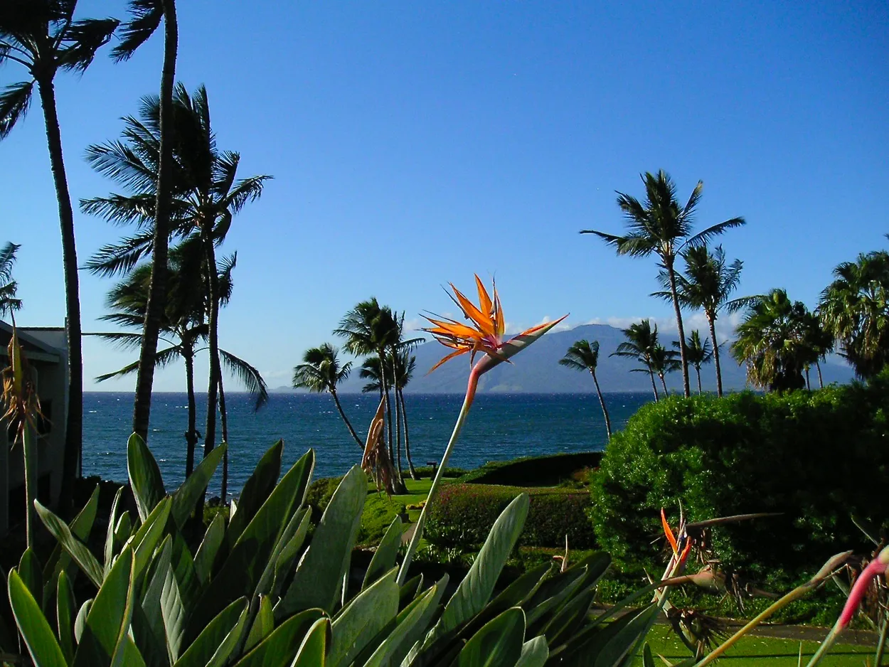 A Bird of Paradise in Paradise