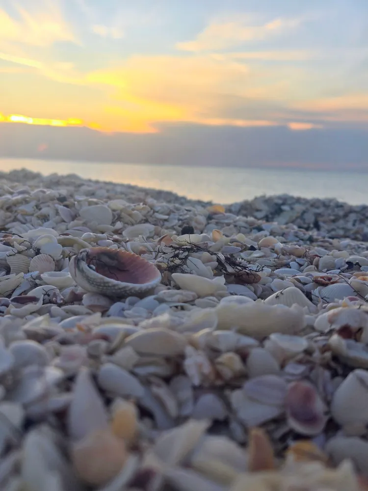 Shells and Sunsets
