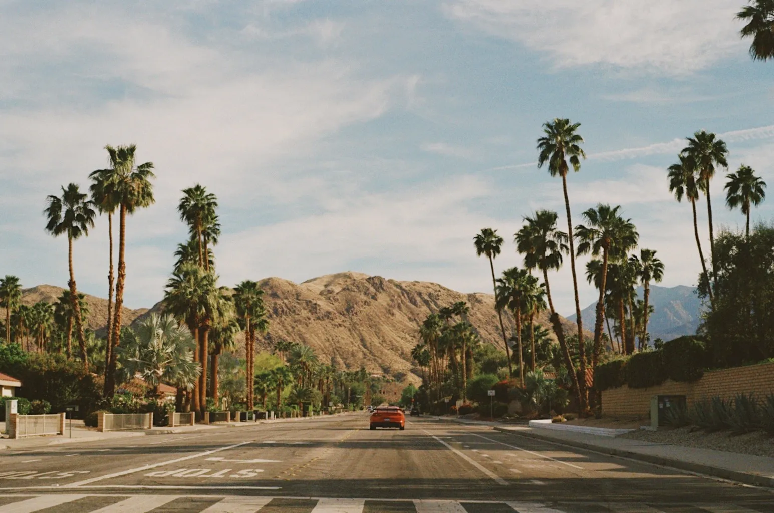 Desert Palms