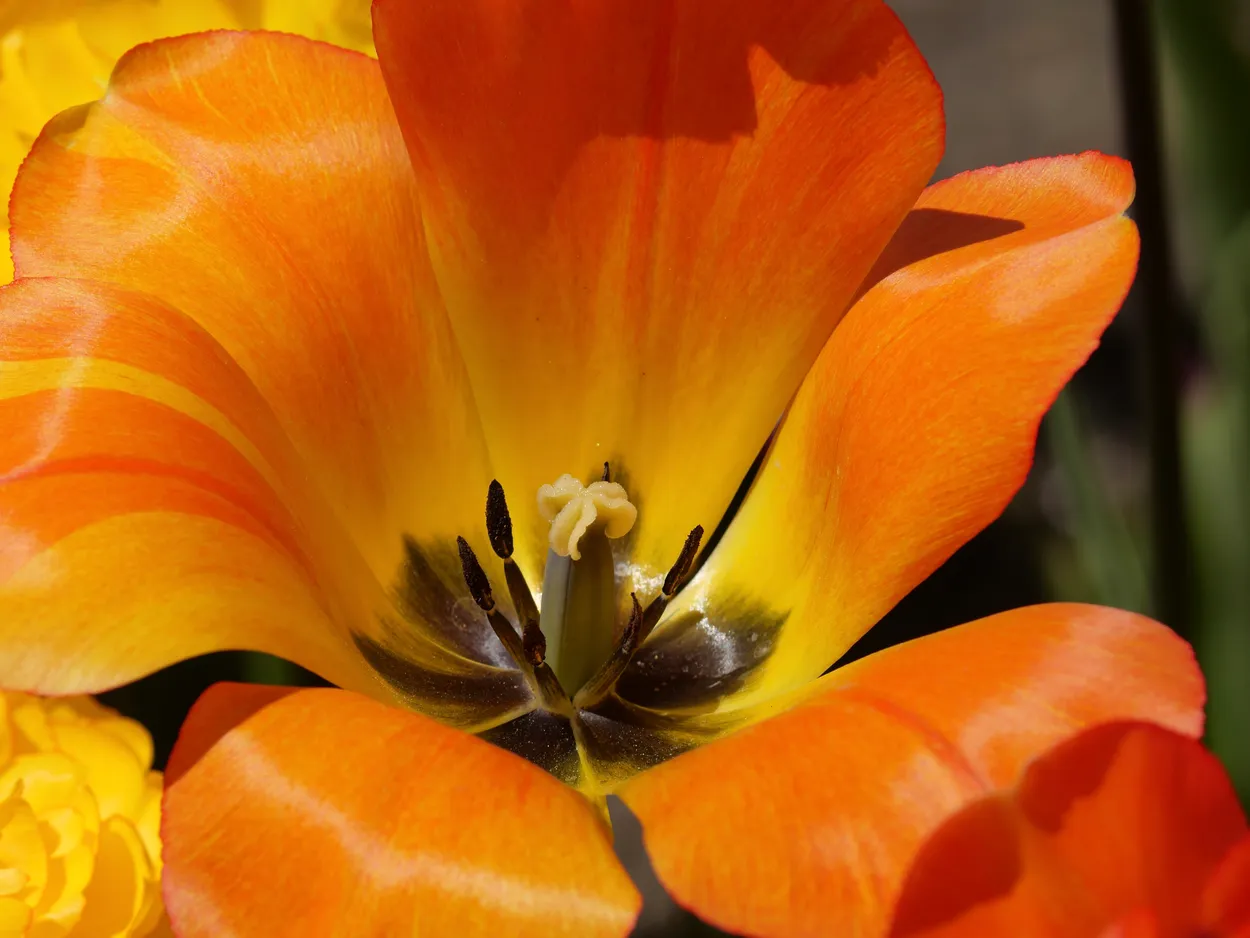 Tulip