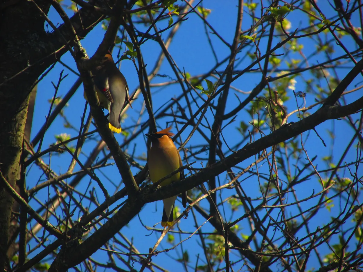 Cedar Waxwings on a Sunny Day