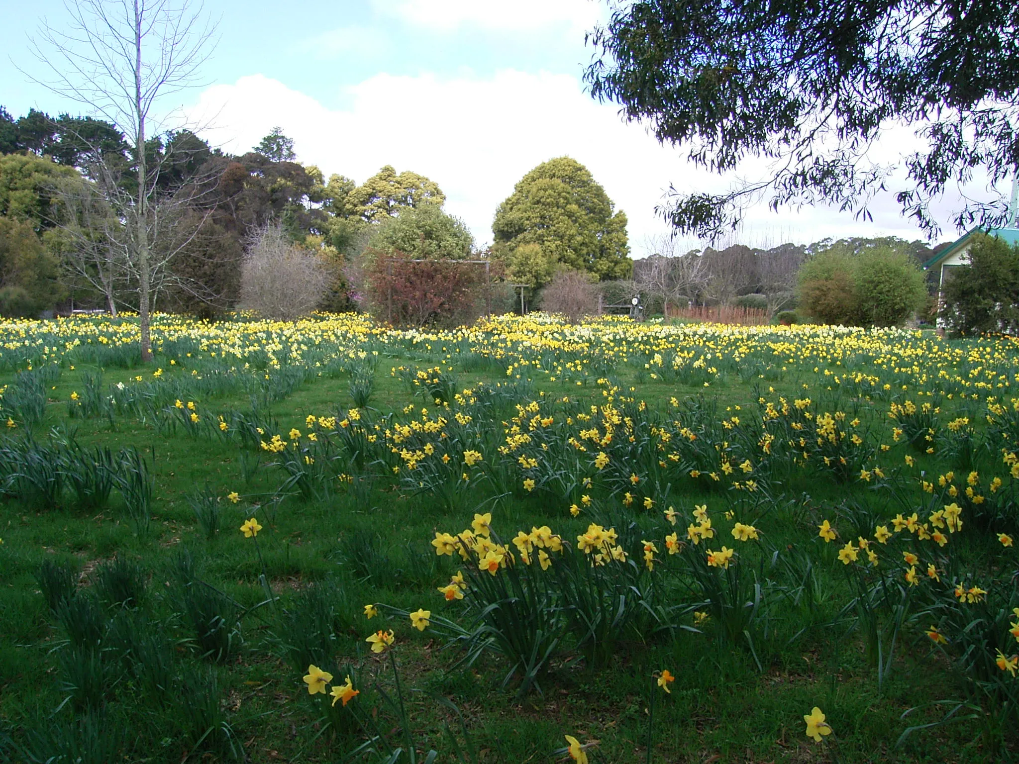 Yellow field of flowers - Daffodils