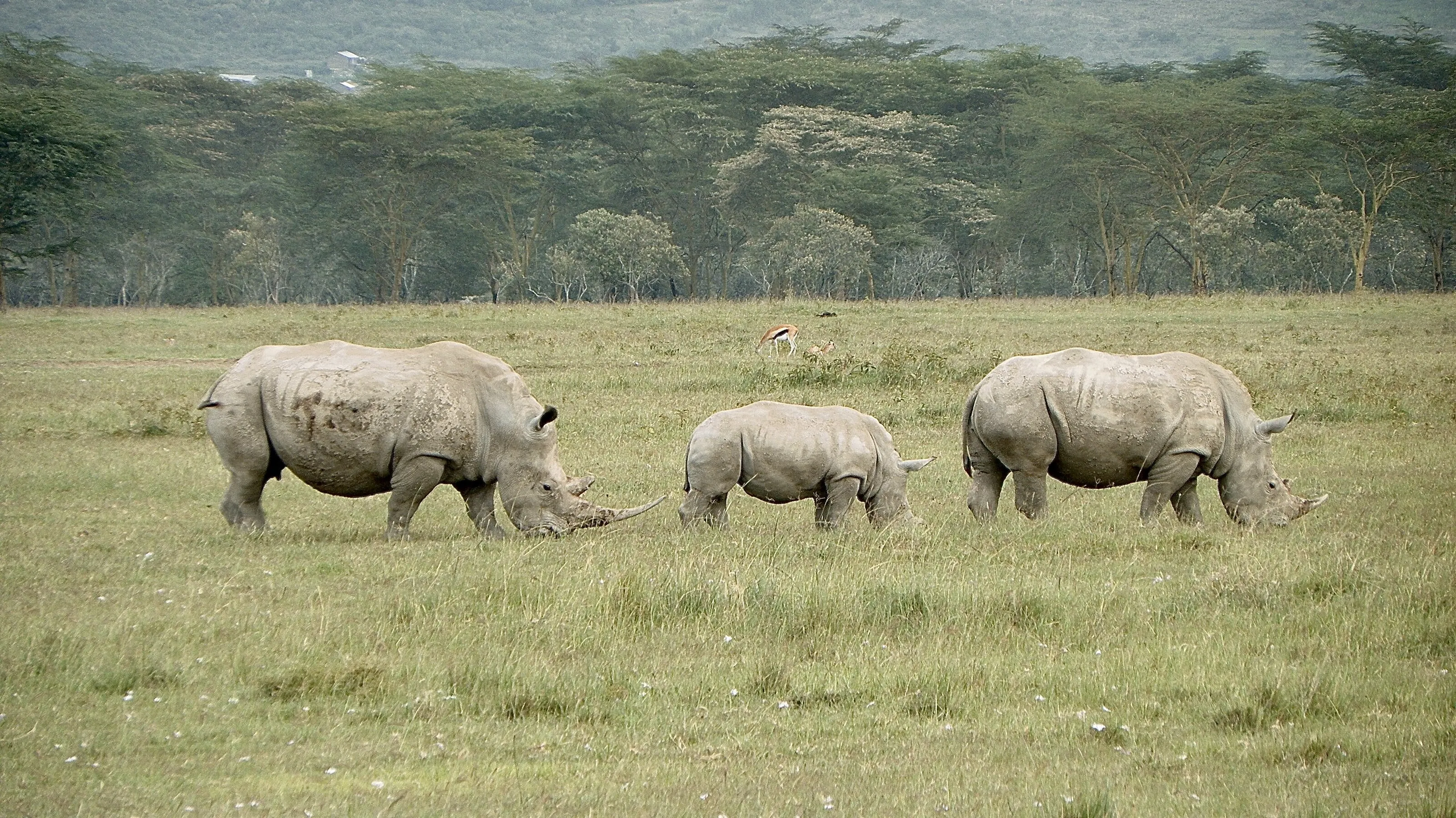Adults with Young of the Same Species (not humans)