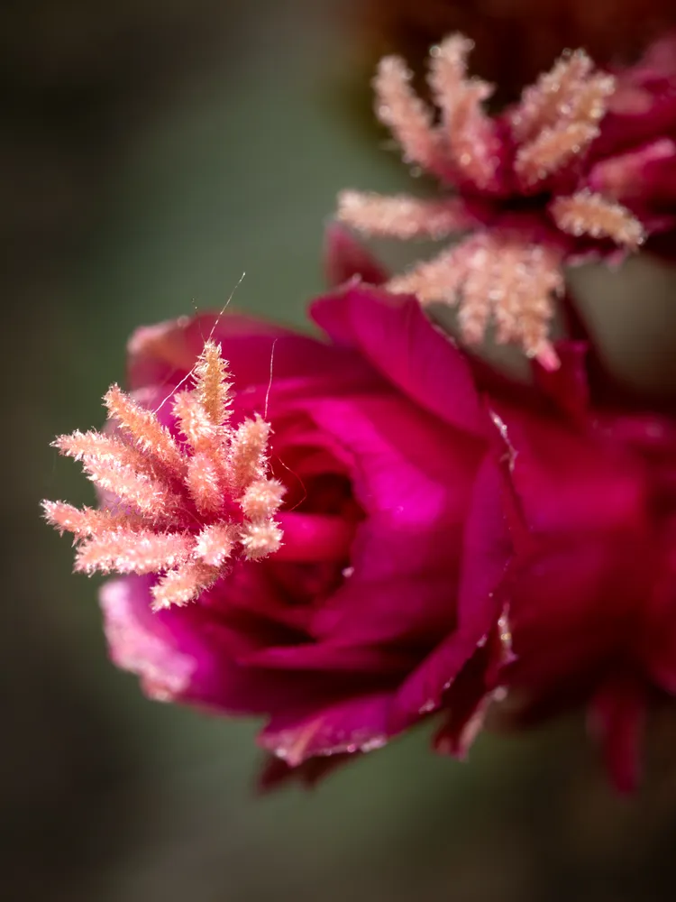 Cactus Flower