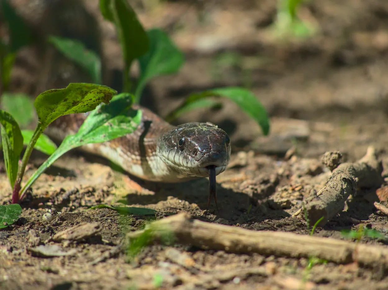 Ratsnake tounge shot