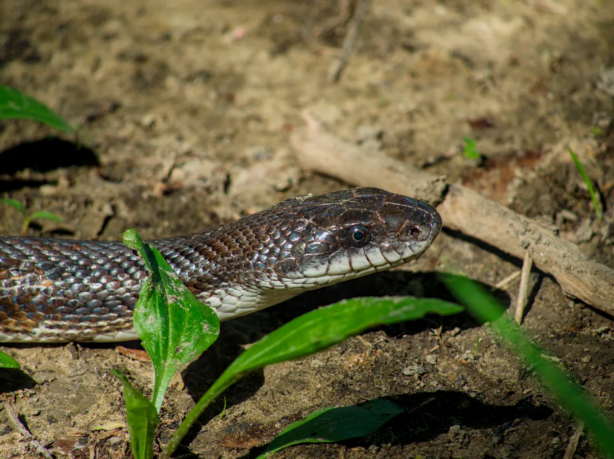 Ratsnake headshot