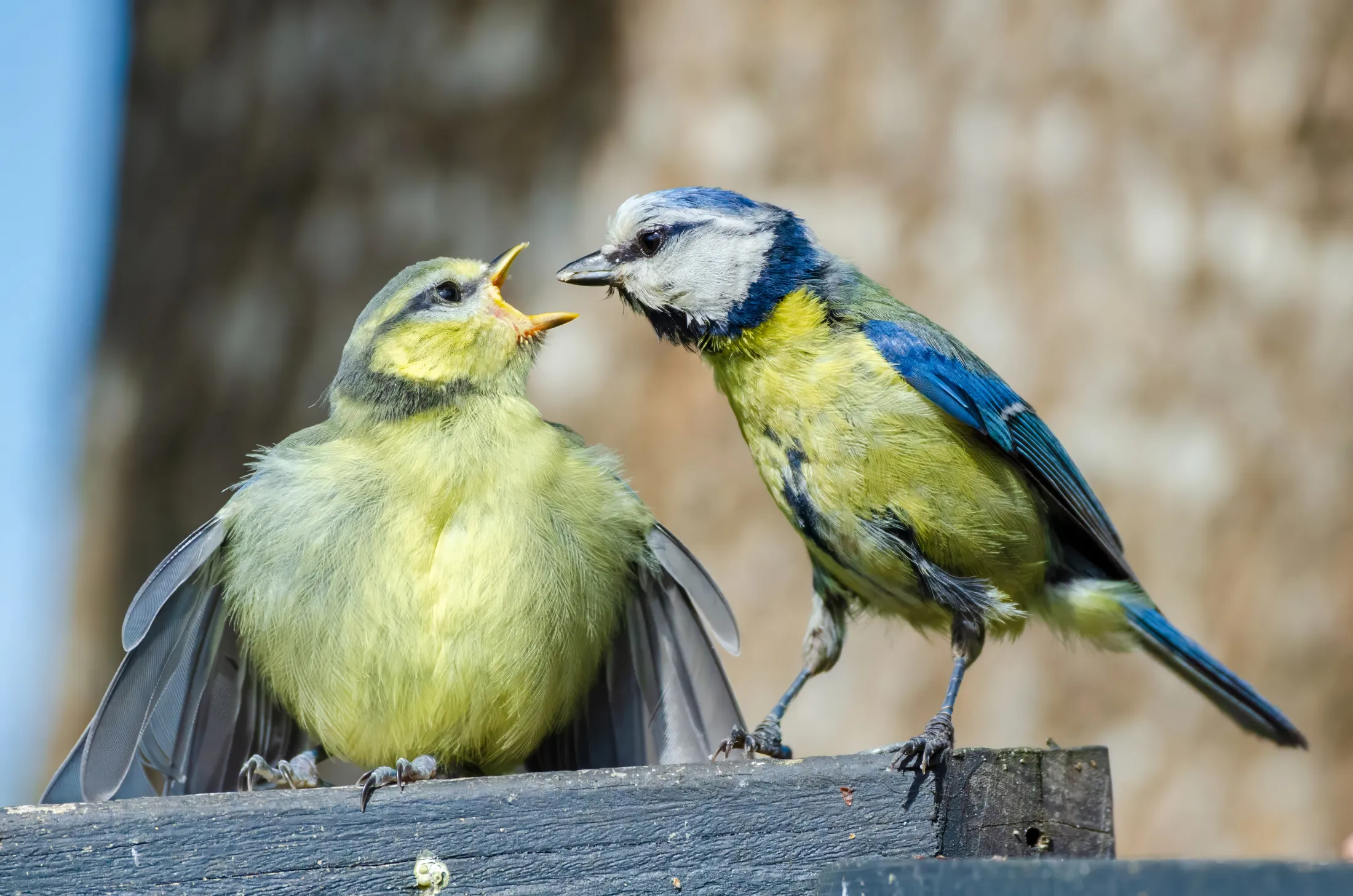 Hungry and demanding!