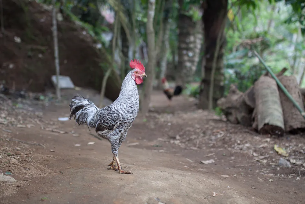 Chickens in Indonesia