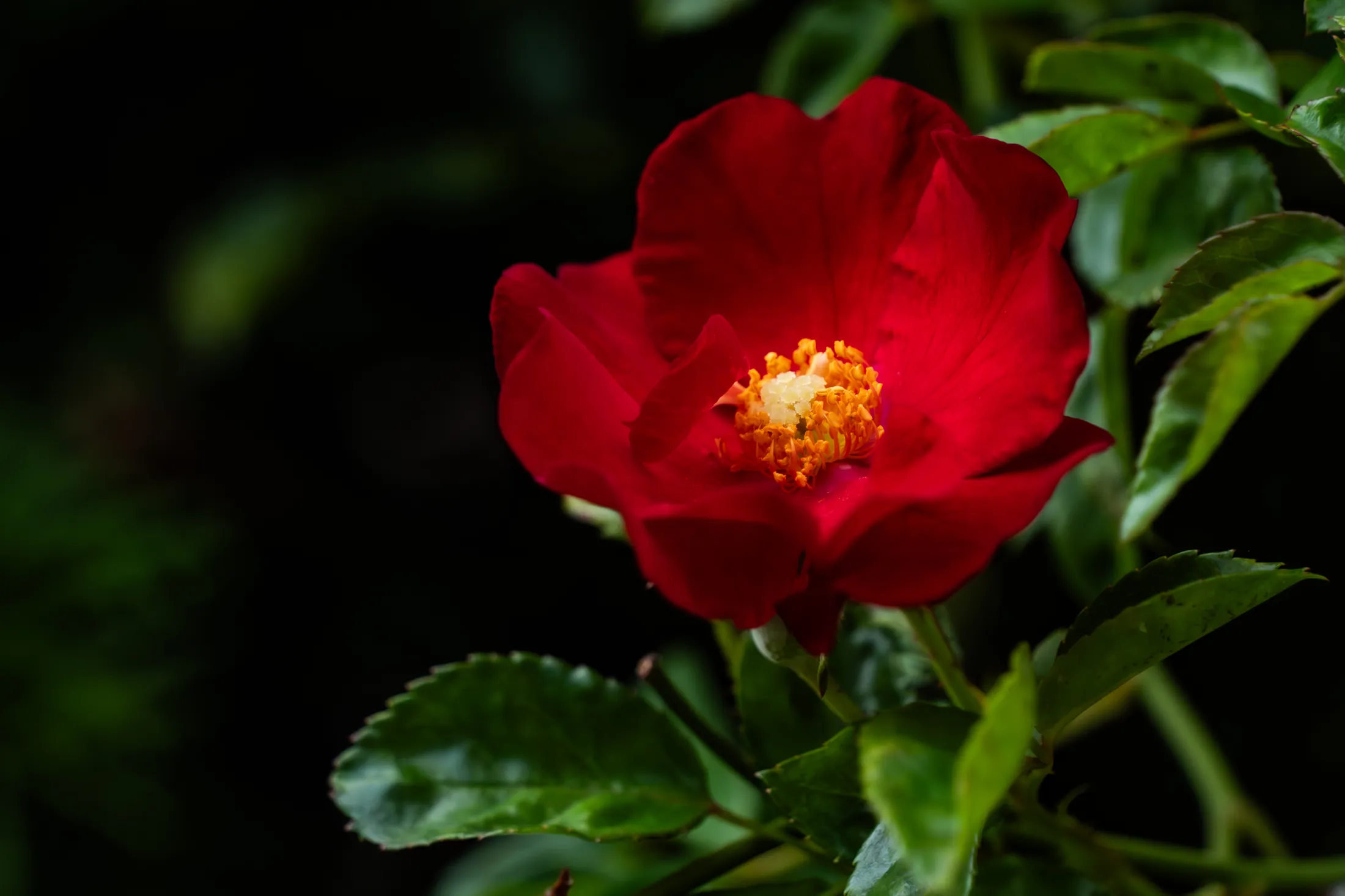 Red Rose