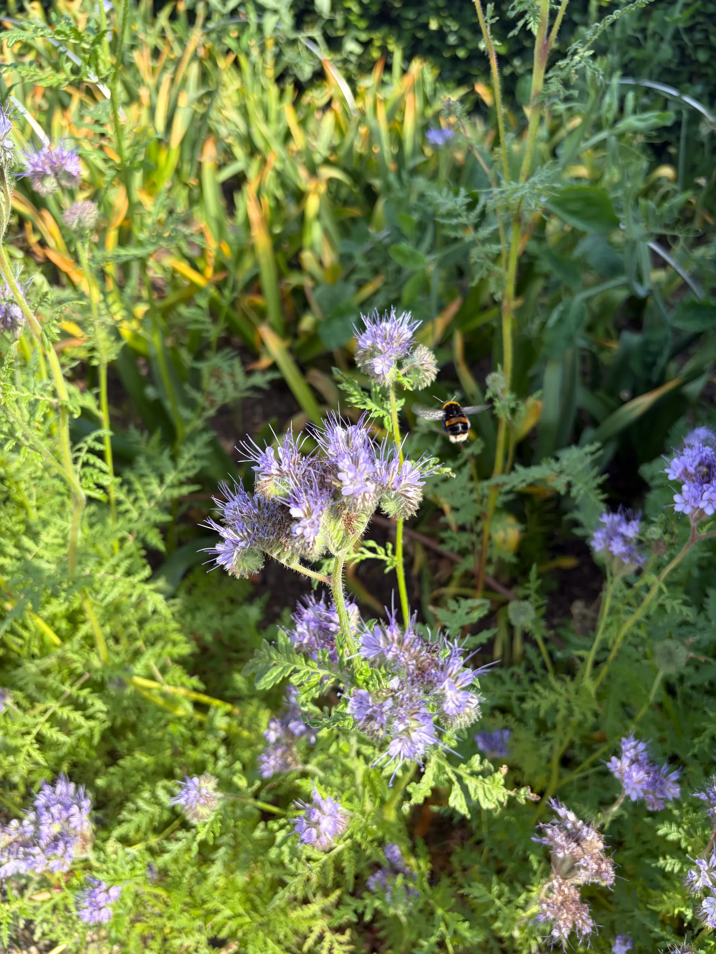 Bee enjoying flowers