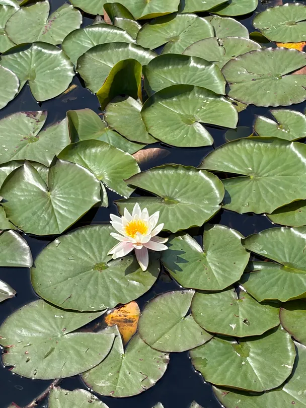Lily pad on the lake