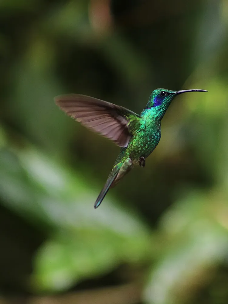 Hummingbird hover
