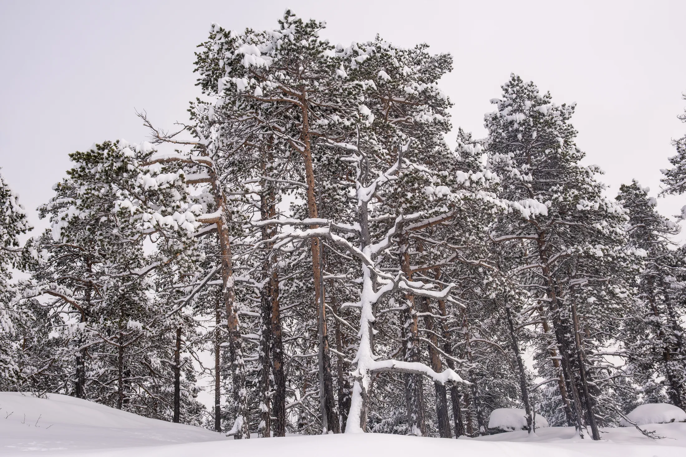 Tundra Trees
