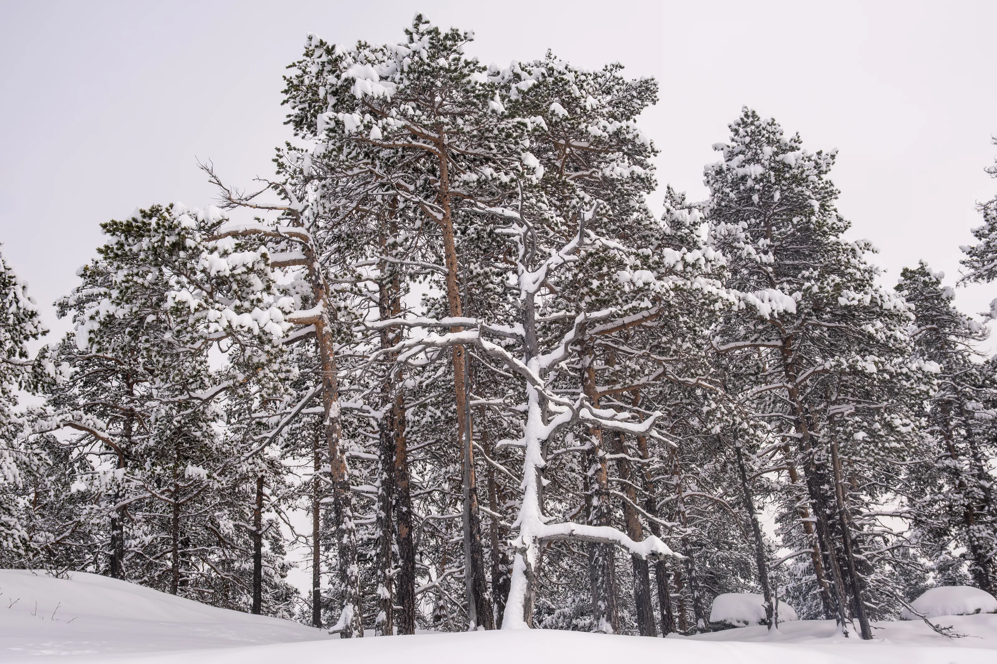 Tundra Trees