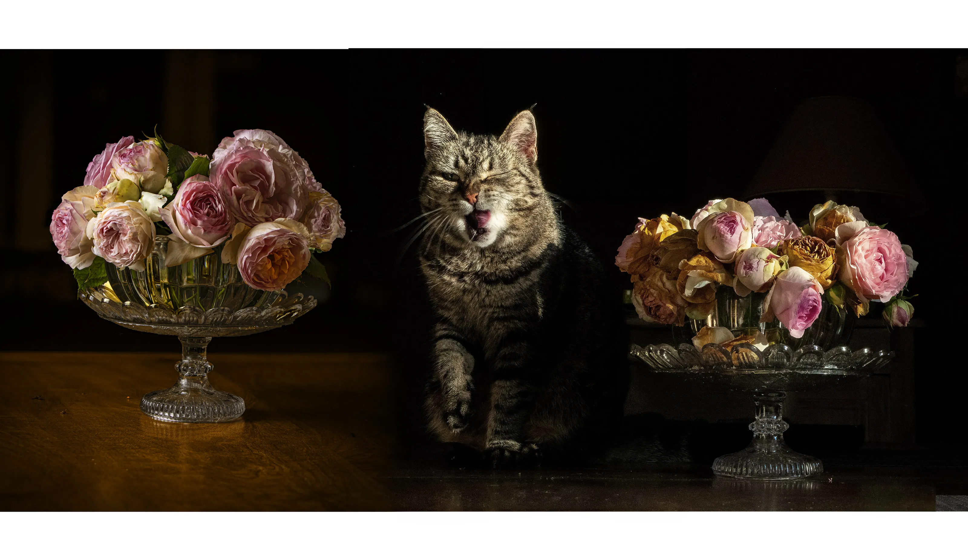 my bouquet before and after 5 days..... and my cat who loves to be on pictures!