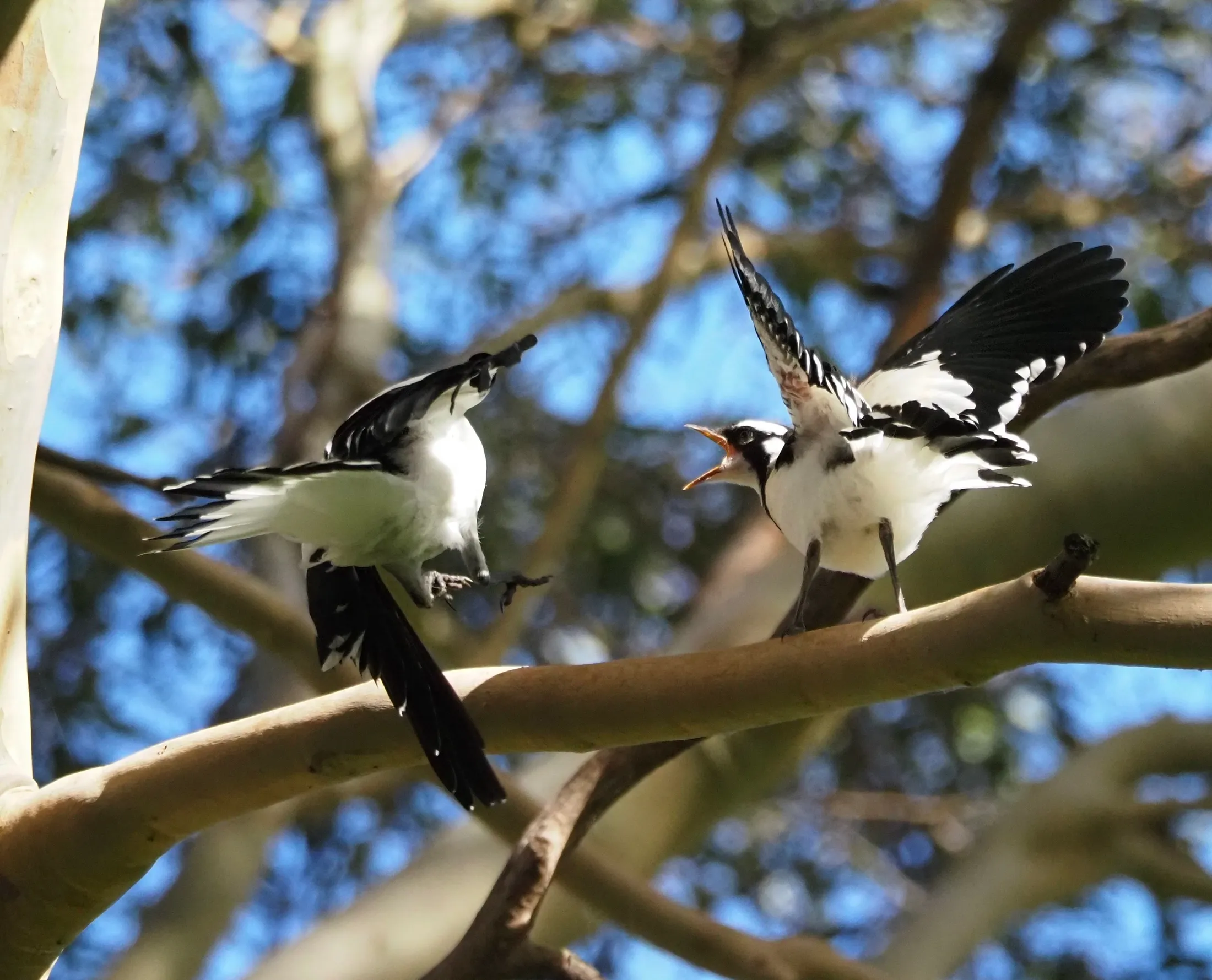 dad vs baby magpie lark