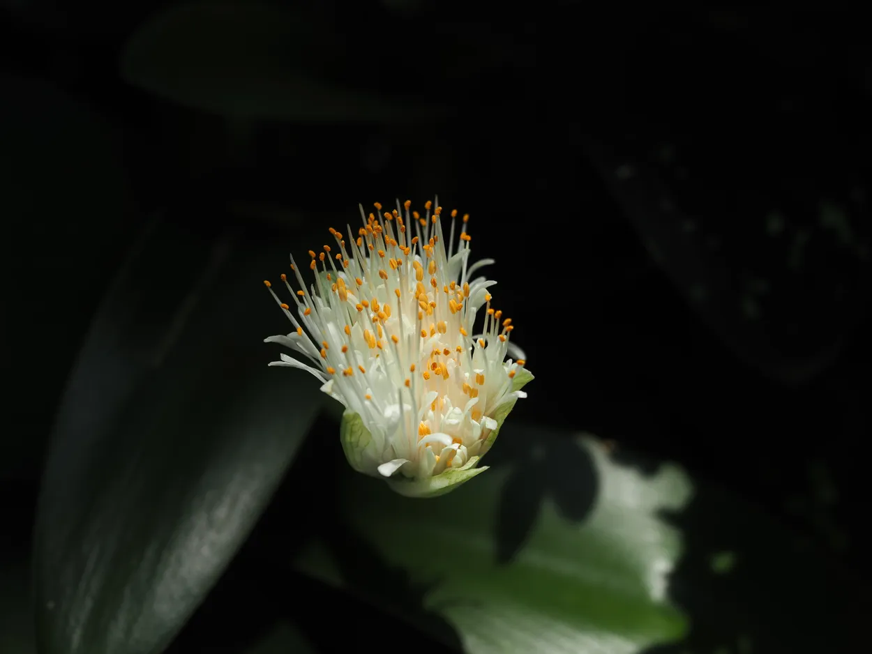 Opening flower