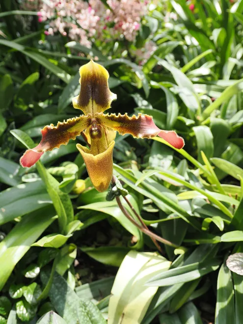 Orchid