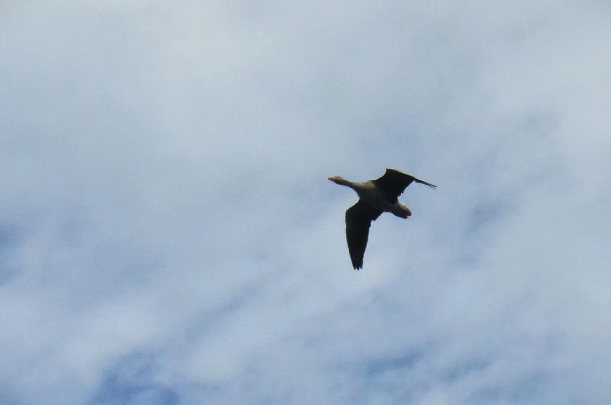 Goose overhead