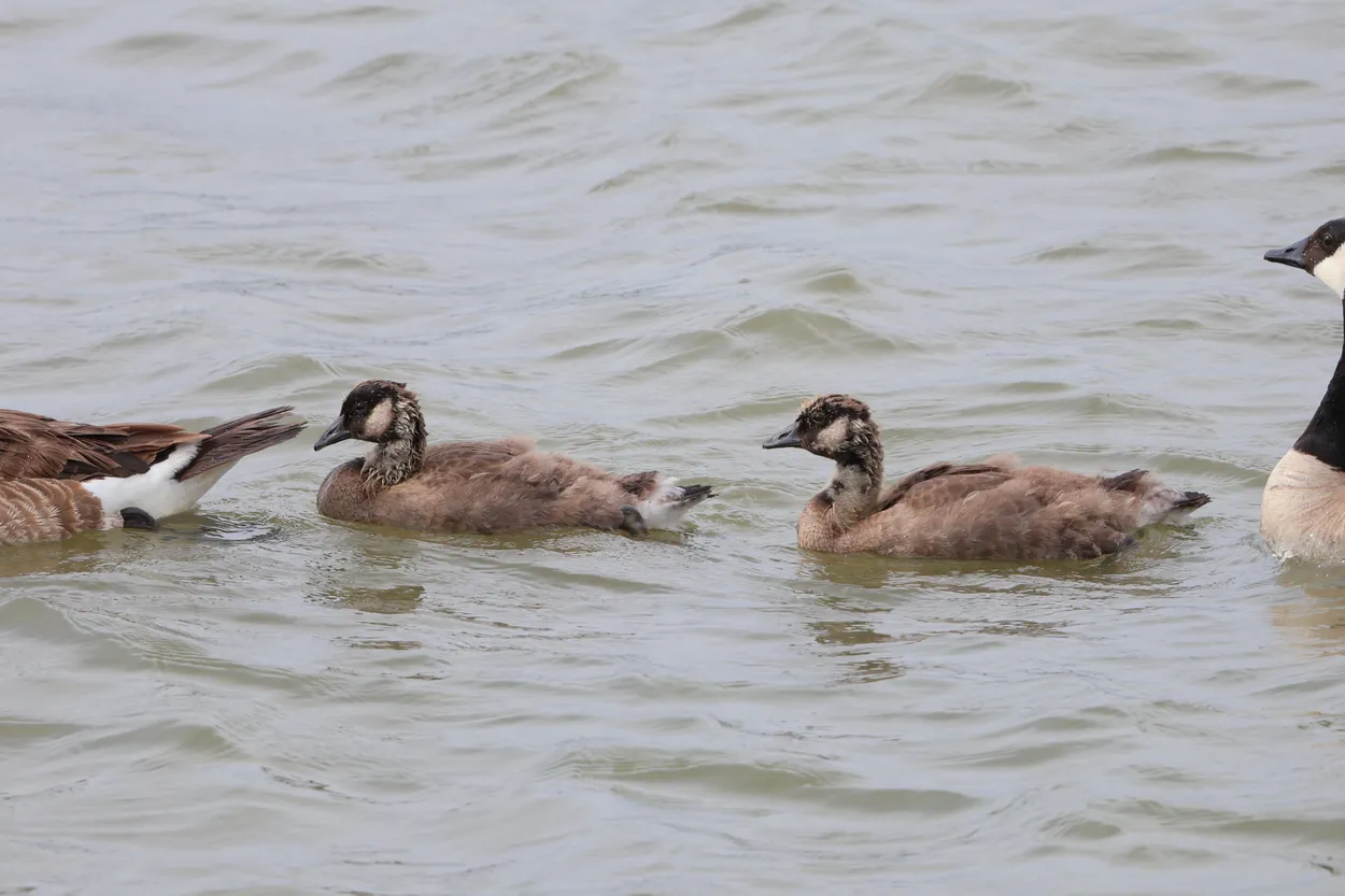 Canada Geese Goslings
