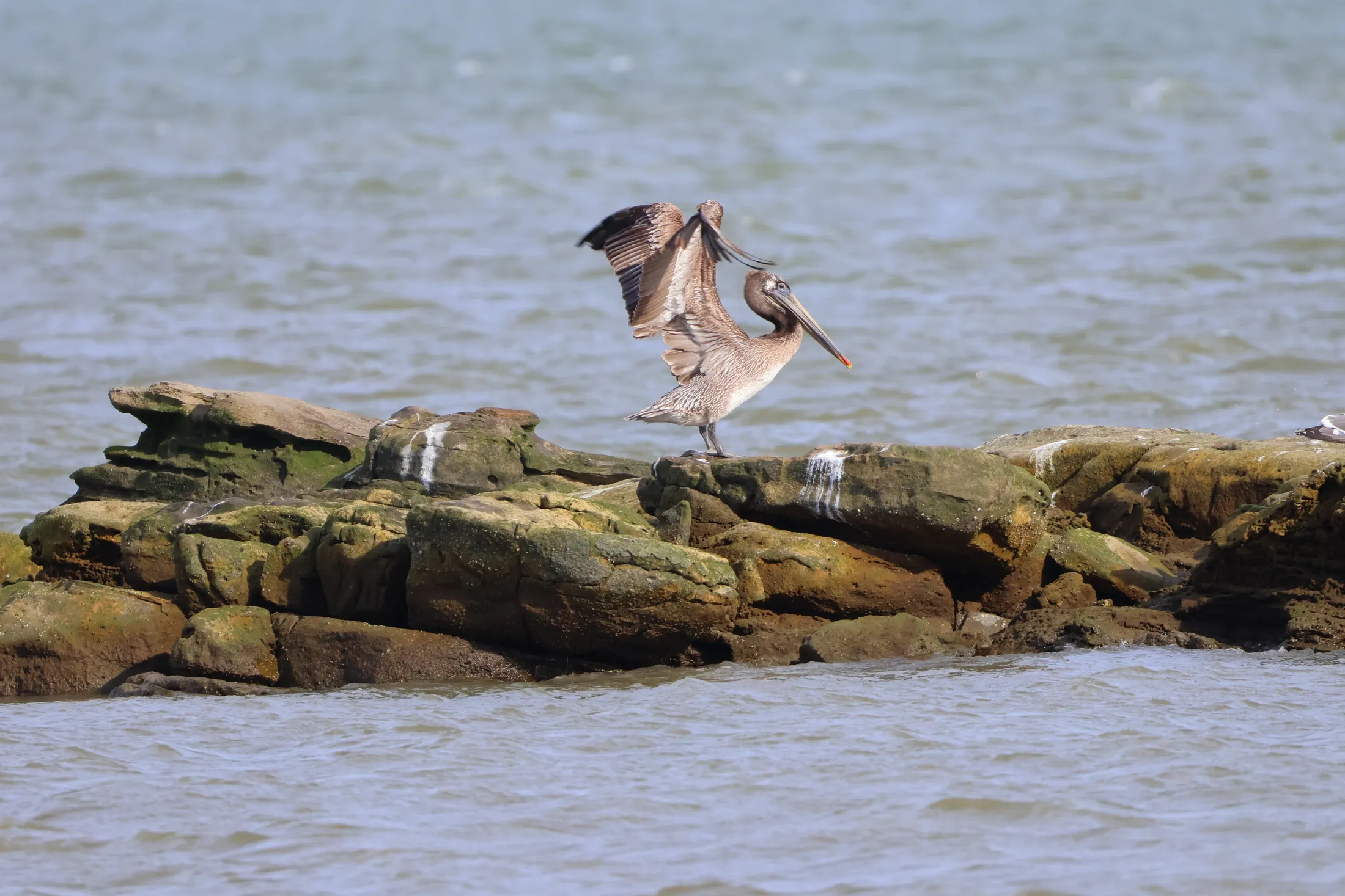 "Pelican Rock" Brown Pelican