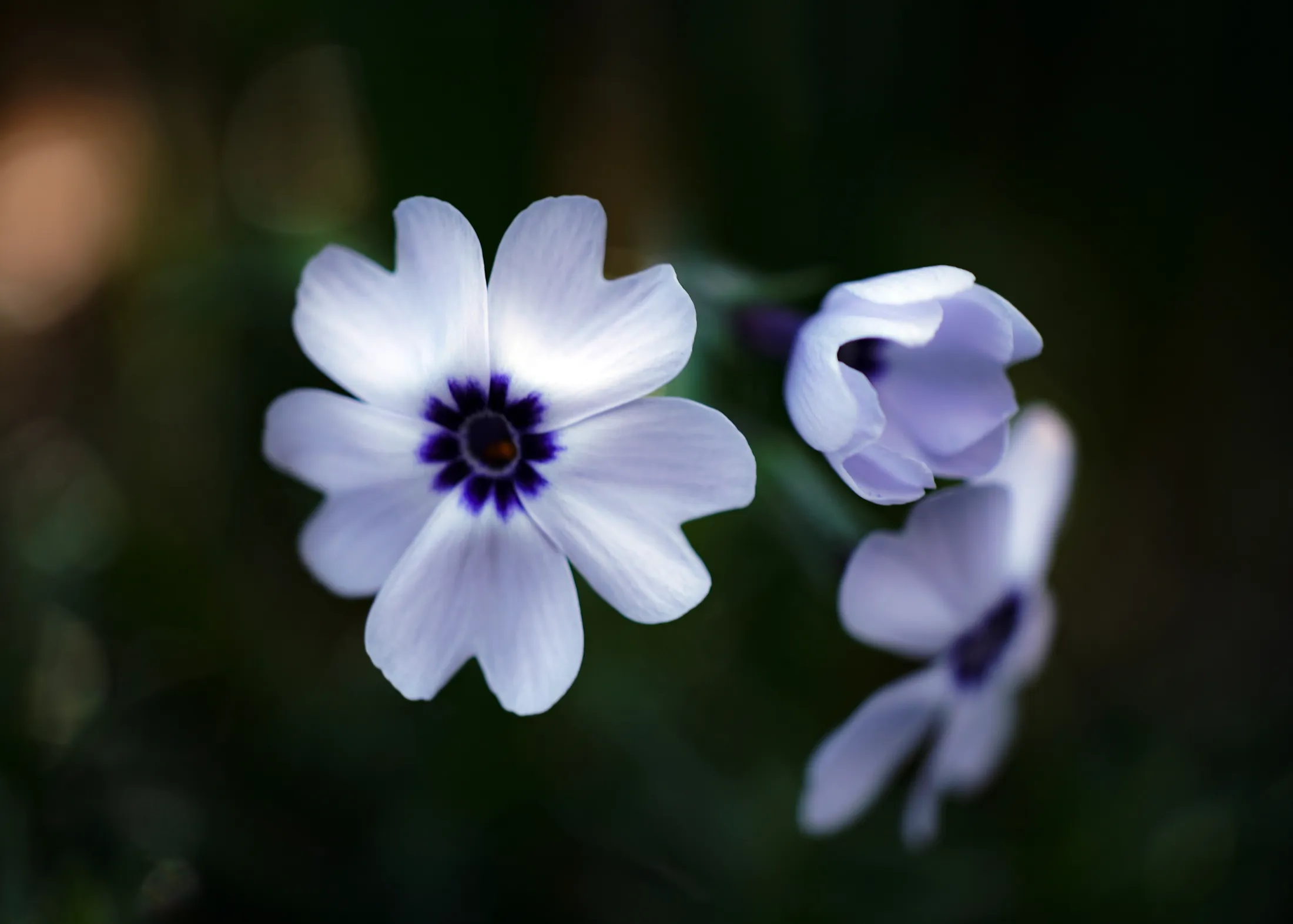 Whisper of Spring