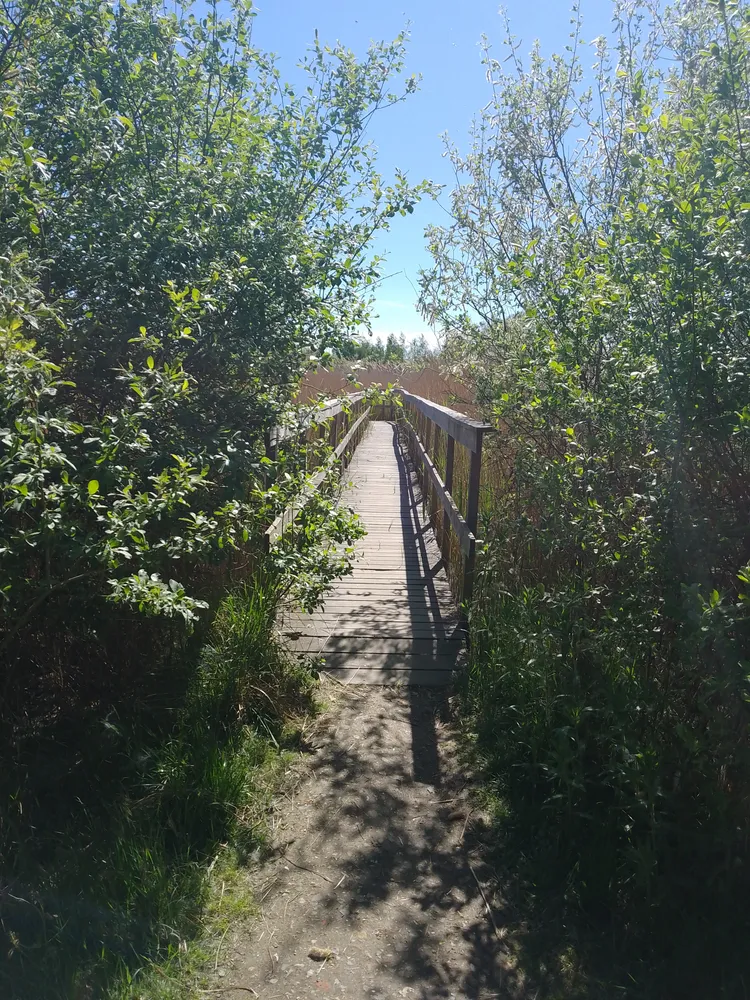 Thin bridge