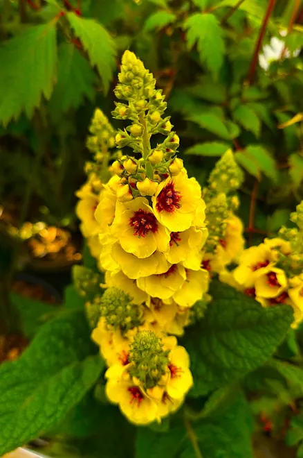 Verbascum Dark Eye