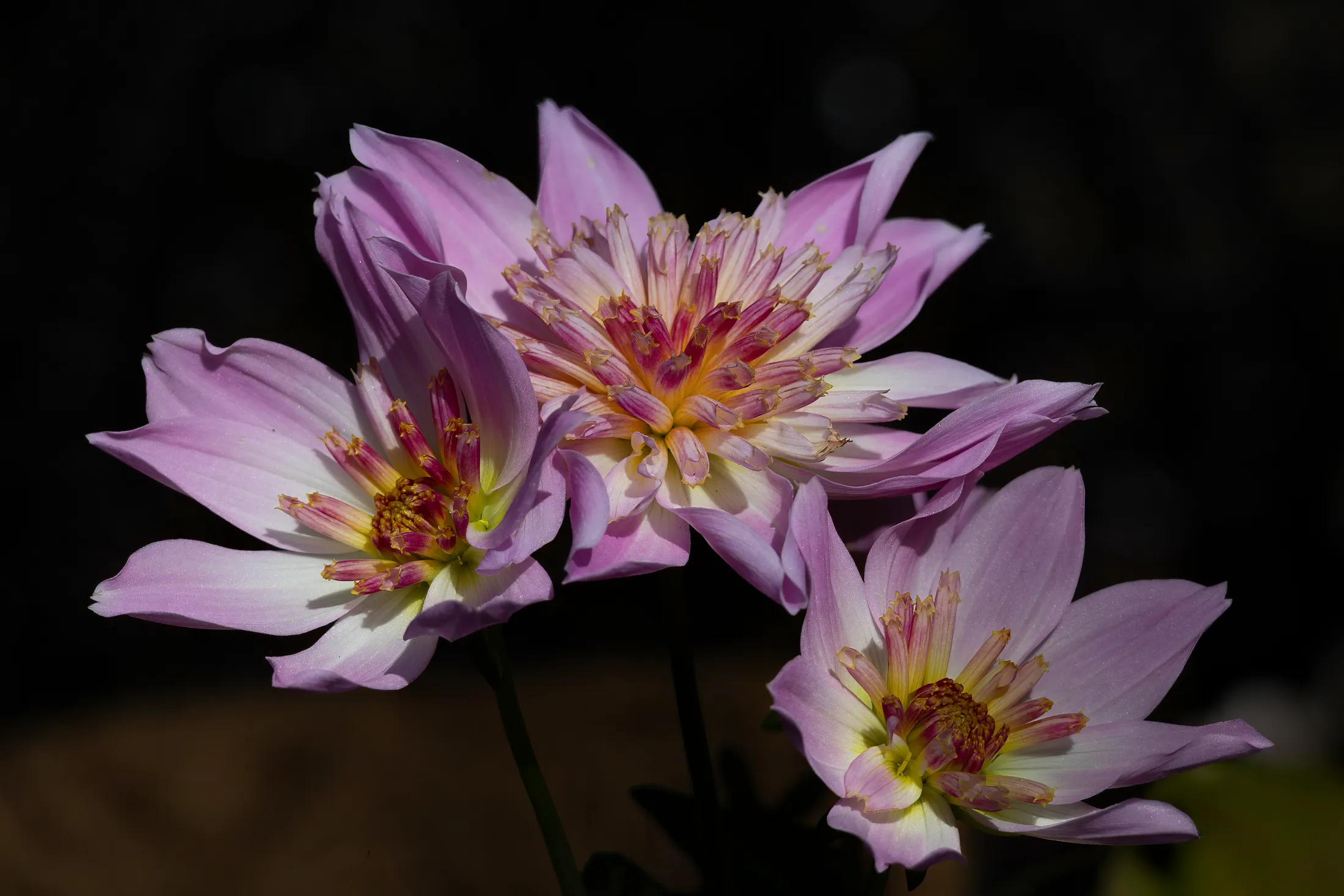 Dahlia Flowers