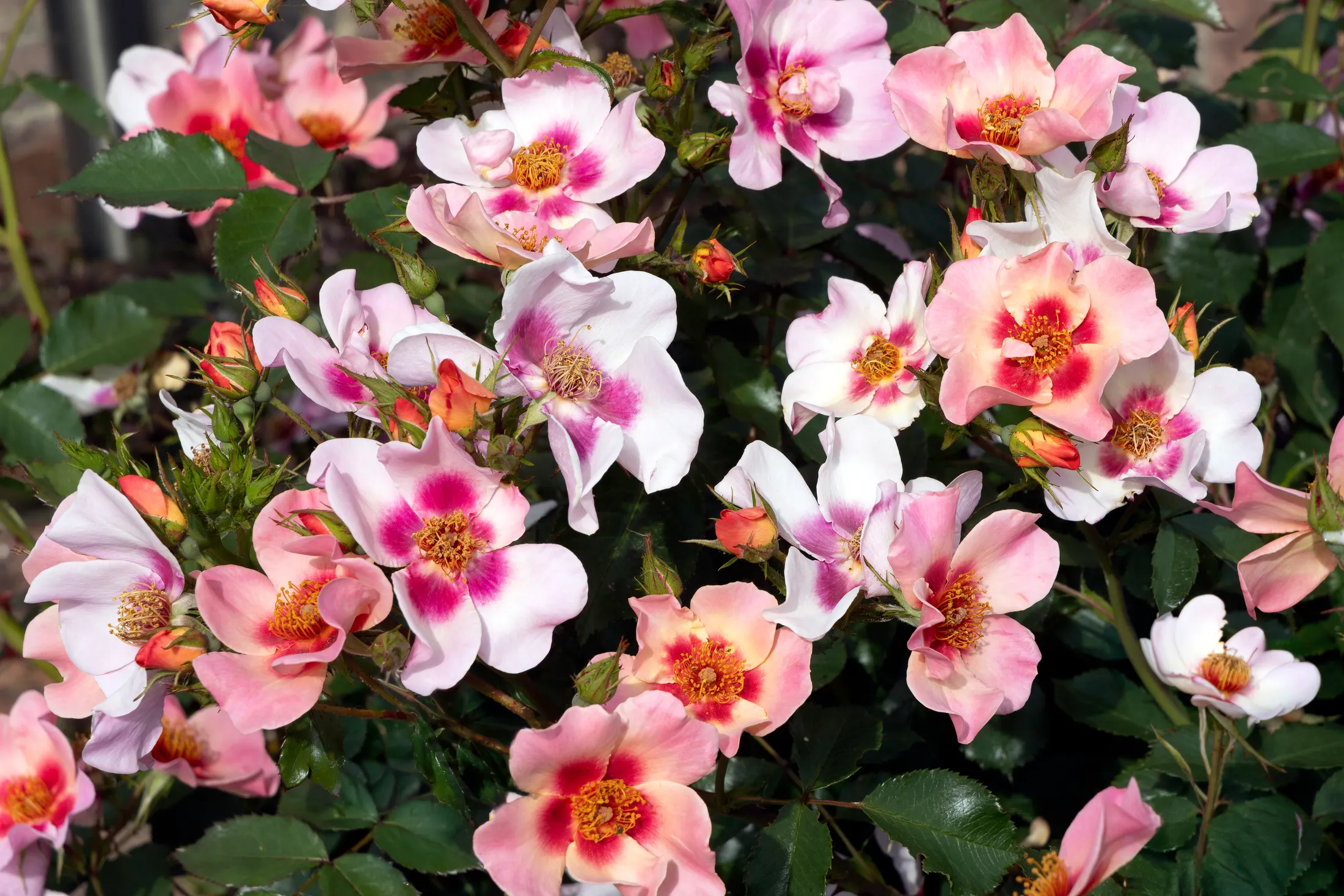 Two-tone Roses
