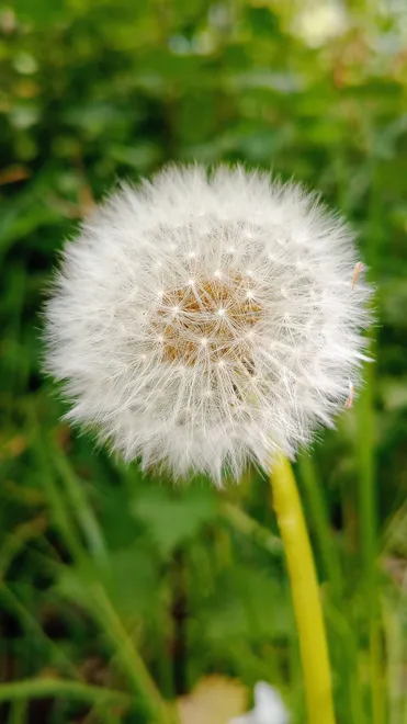 Dandelion Dreams
