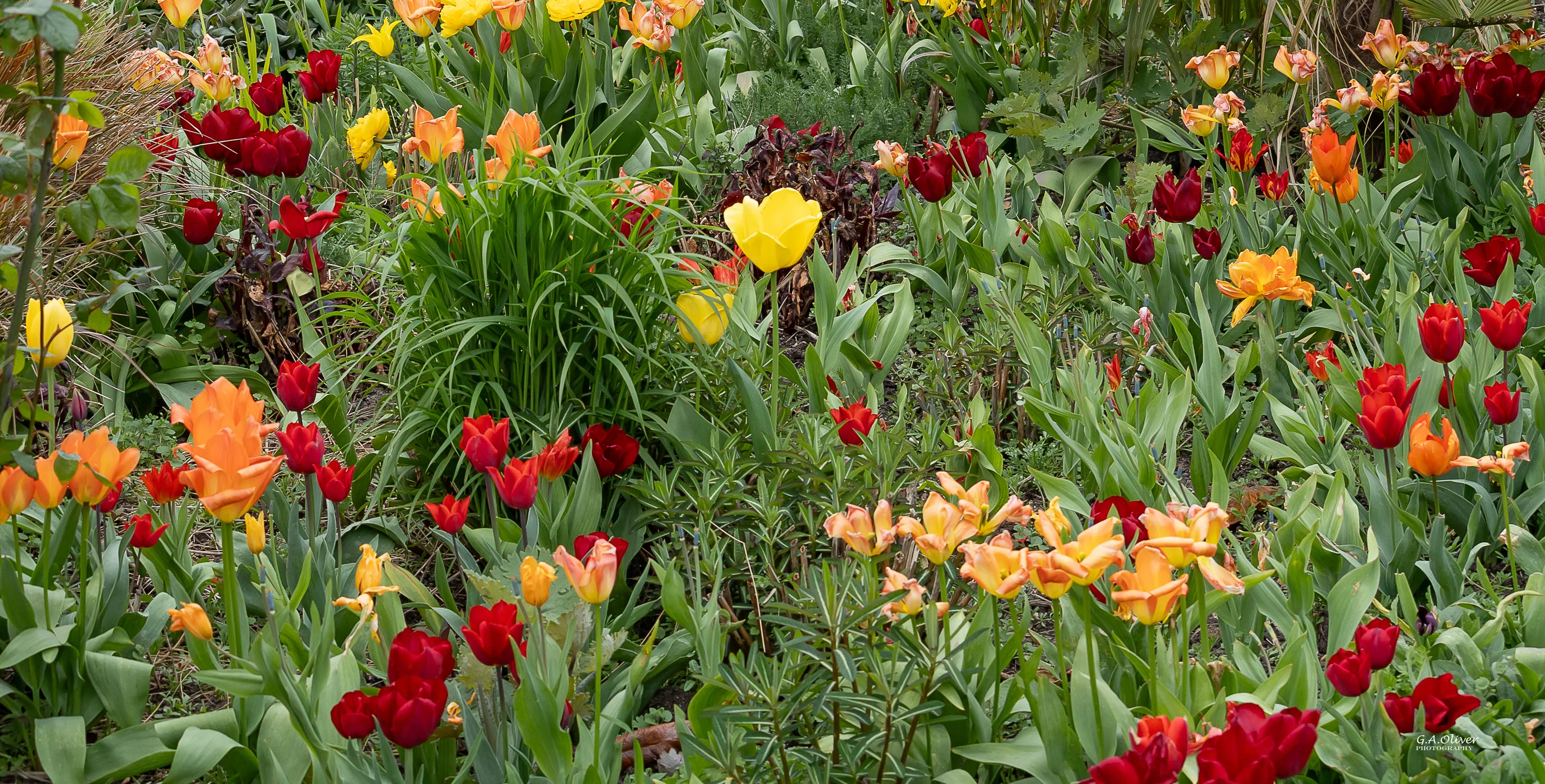 Flowers, Tulips