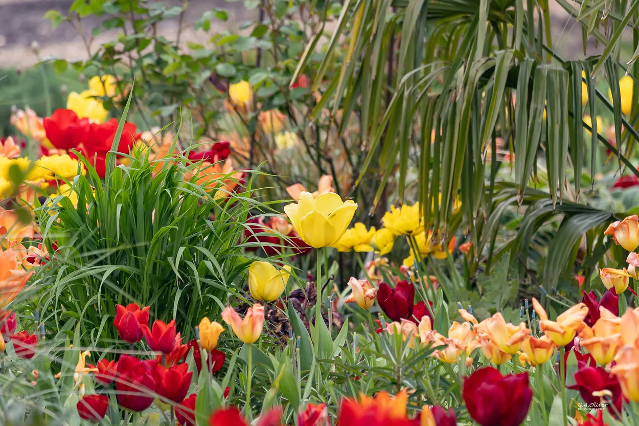 Flowers, Tulips