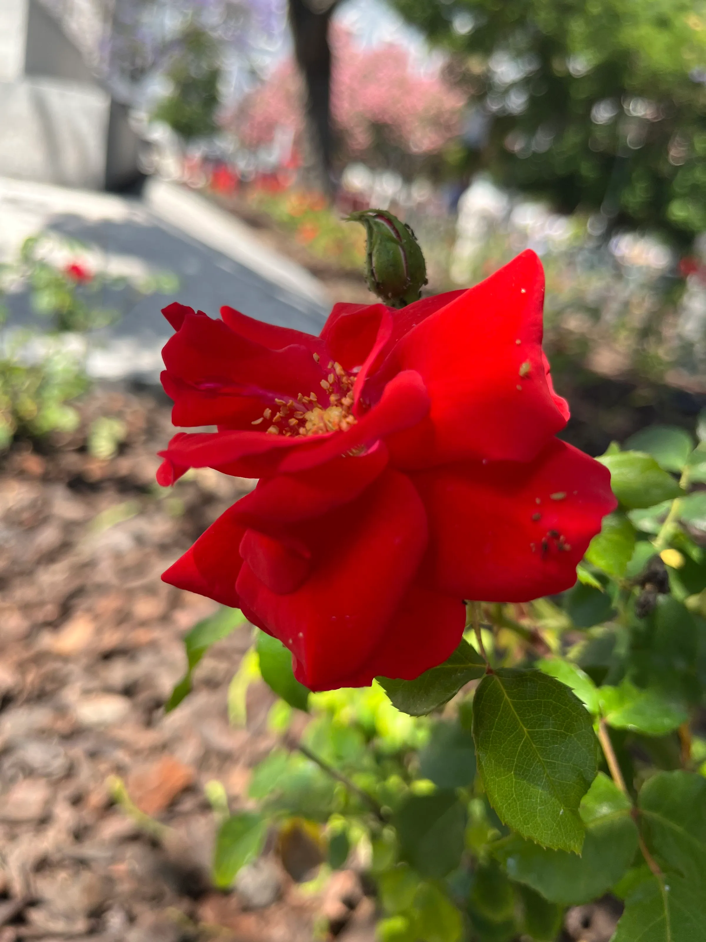 Rose in soft focus.