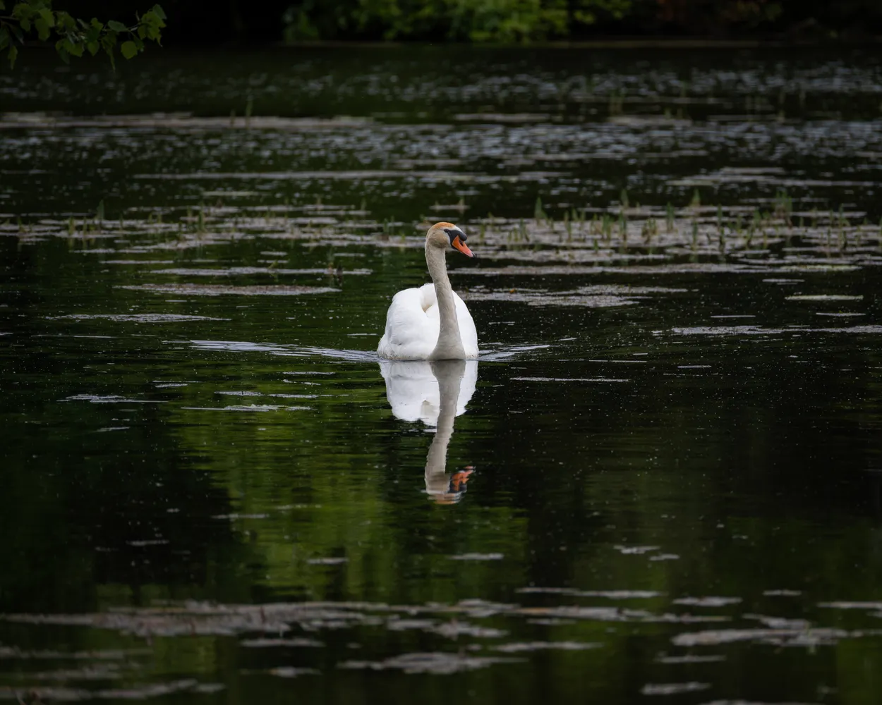 Still Waters