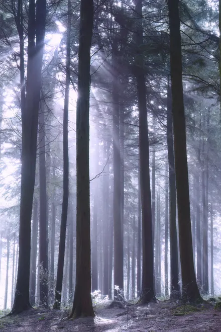 Pine forest and sunbeams Idless Cornwall UK